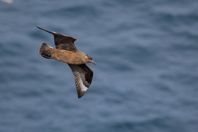 Puffin Tour - What makes the guide’s approach useful