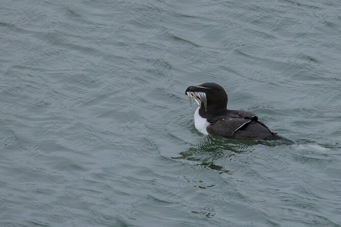 Puffin Tour - Best suited to families, bird fans, and patient watchers