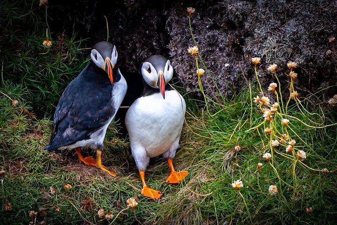 Puffin Tour - A private outing with Jess at the center