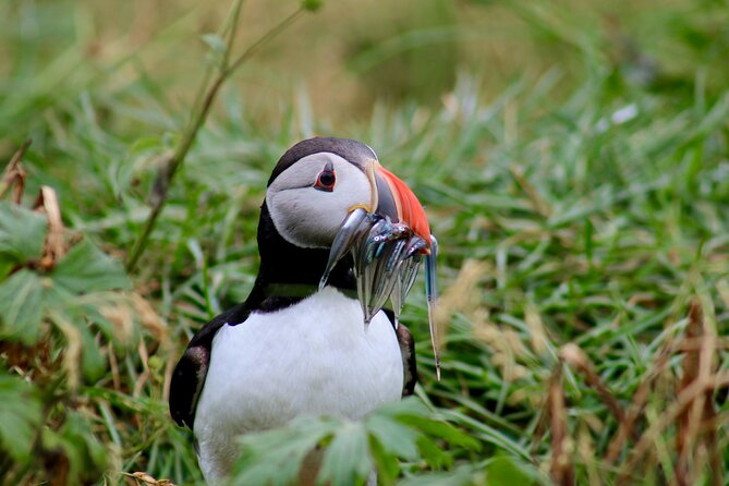 Puffin Watching and Gufufoss Waterfall Tour from Seydisfjordur - Bakkagerði offers more than a quick photo stop