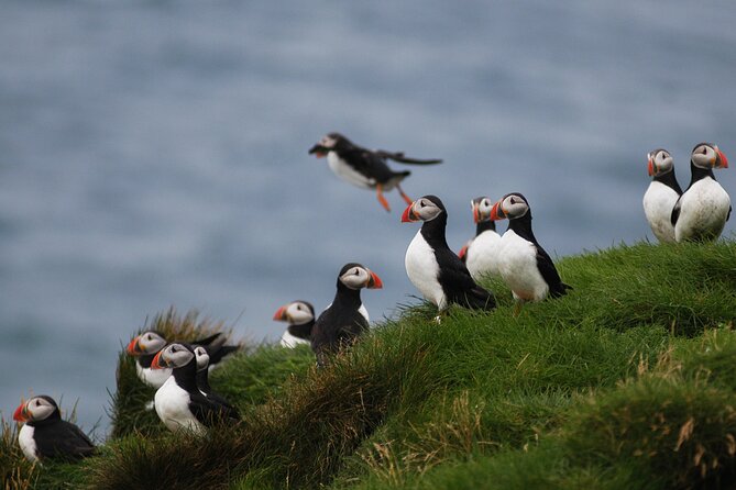 Puffin Watching and Gufufoss Waterfall Tour from Seydisfjordur - Who will enjoy this tour most
