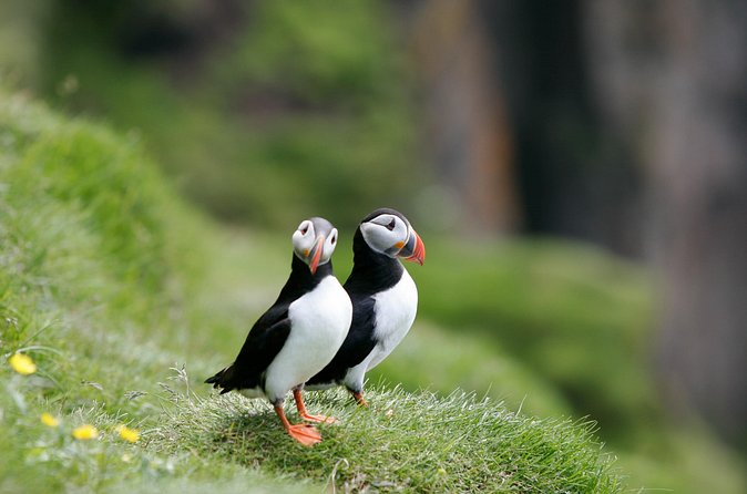 Puffin Watching and Gufufoss Waterfall Tour from Seydisfjordur - Should you book the Seydisfjordur puffin tour?