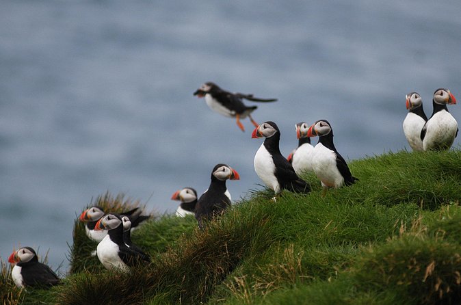 Puffin Watching and Gufufoss Waterfall Tour from Seydisfjordur - FAQ