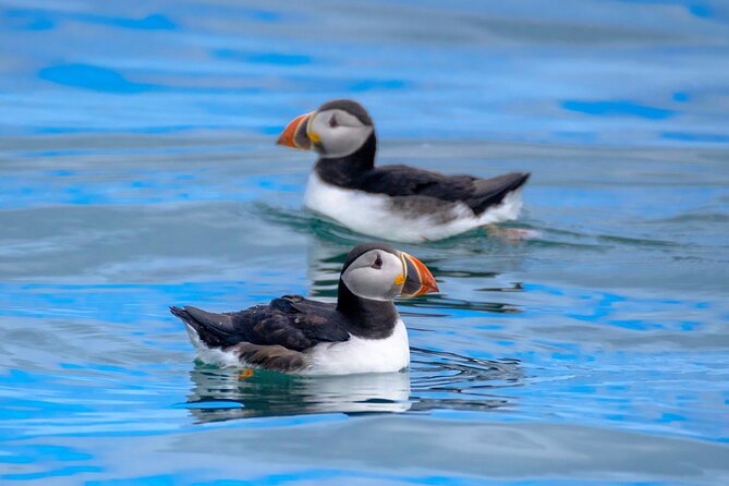 Puffin Watching Speedboat Express - Why this short boat trip works so well