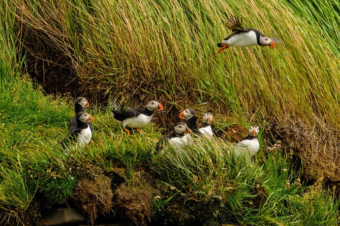 Puffin Watching Speedboat Express - Puffins in their natural setting