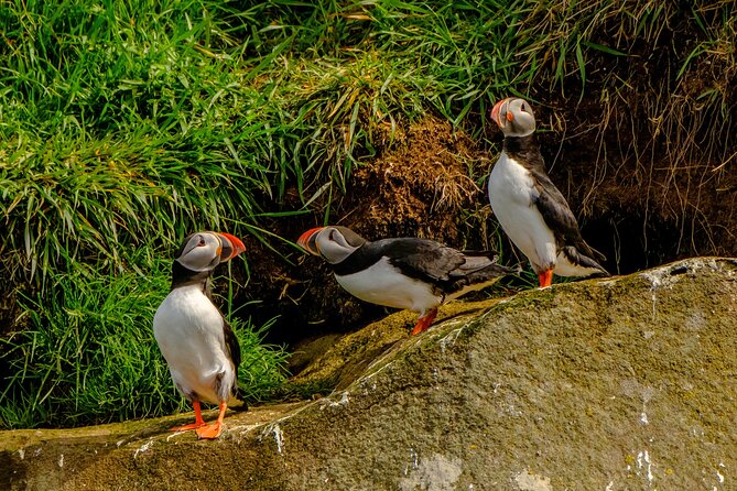 Puffin Watching Speedboat Express - Comfort, motion, and safety