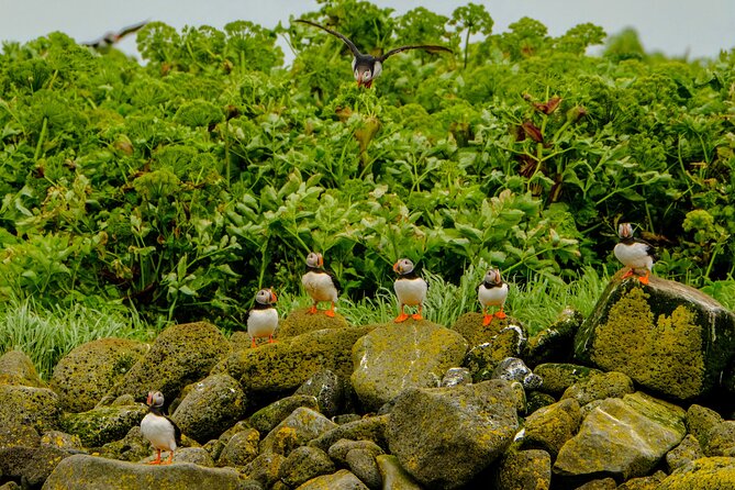 Puffin Watching Speedboat Express - Who will enjoy this experience most