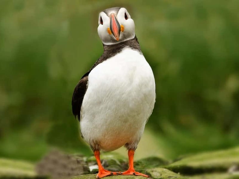 Puffin Watching Yacht Cruise from Downtown Reykjavík - Should you book this puffin cruise?