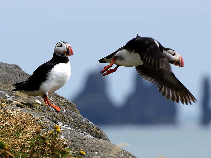 Puffin Watching Yacht Cruise from Downtown Reykjavík - Leaving Reykjavík’s Old Harbour for Faxaflói Bay