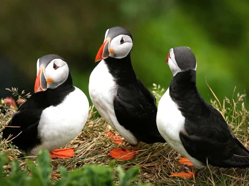 Puffin Watching Yacht Cruise from Downtown Reykjavík - Puffin timing and the reality of wildlife sightings