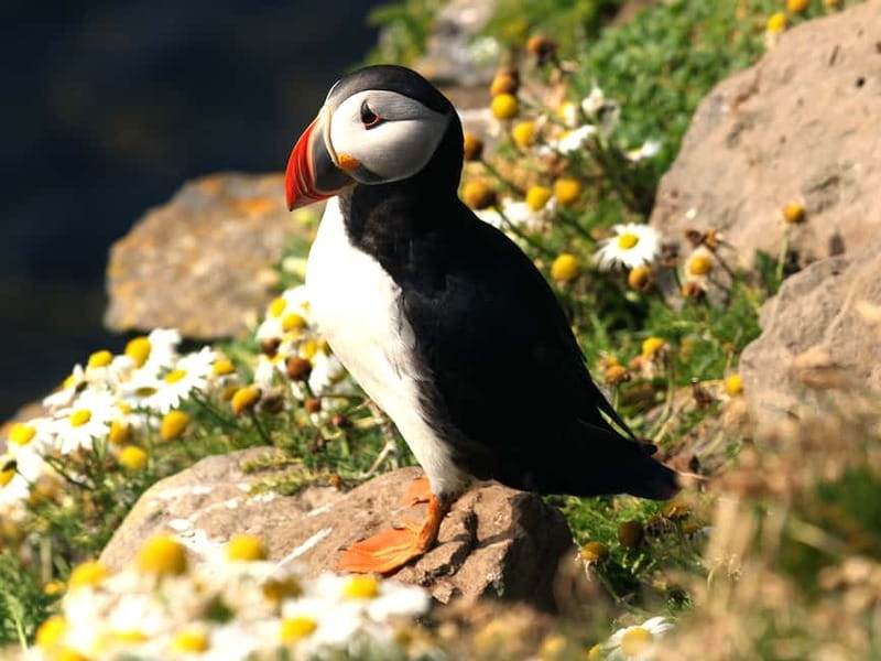 Puffin Watching Yacht Cruise from Downtown Reykjavík - Is $75 good value for this Reykjavík cruise?