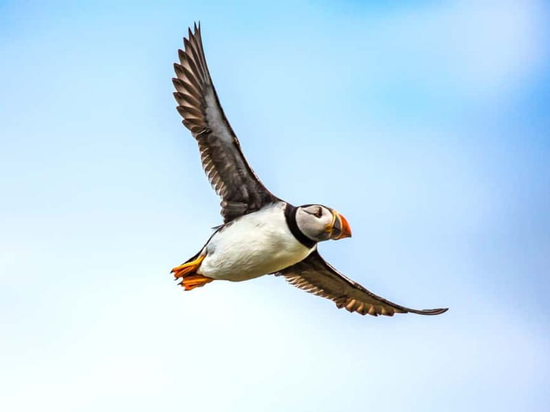 Puffin Watching Yacht Cruise from Downtown Reykjavík - Engey, Lundey, and Viðey from the water
