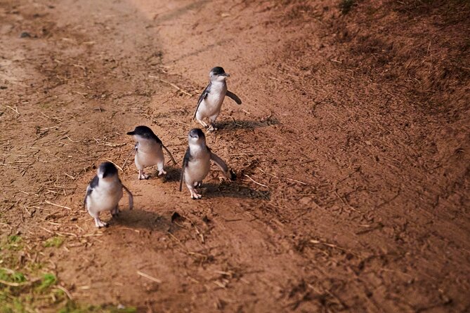 Puffing Billy and Penguin Parade Day Tour From Melbourne - Walking the cliff-top boardwalk at The Nobbies