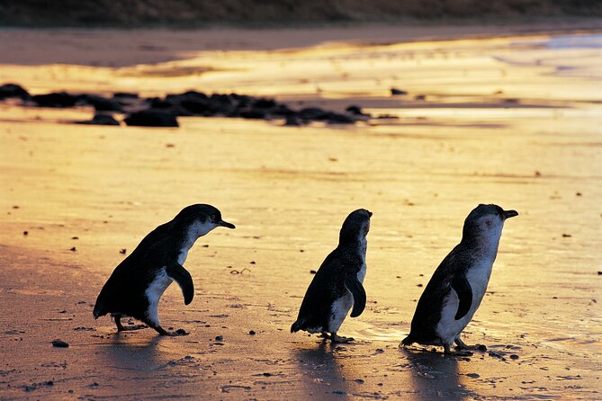 Puffing Billy and Penguin Parade Day Tour From Melbourne - Who will enjoy this long day most