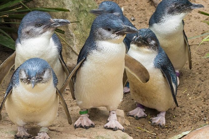 Puffing Billy And Phillip Island Penguin Parade Bus Tour - Waiting for the little penguins at sunset