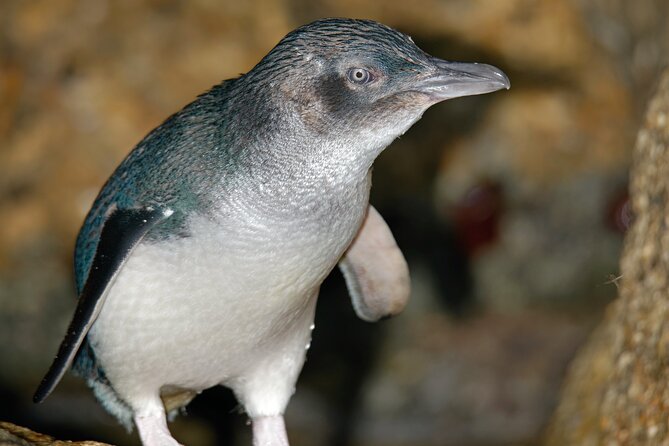 Puffing Billy And Phillip Island Penguin Parade Bus Tour - Booking advice and final call