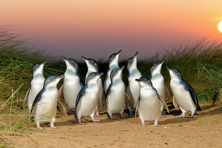 Puffing Billy Penguin Parade Winery Chocolaterie All-in-One - Should you book it?