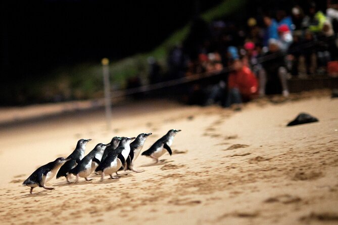 Puffing Billy Steam Train and Penguins Wildlife Tour - The Nobbies brings Bass Strait into view