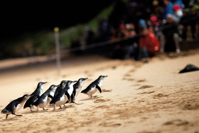 Puffing Billy Tour and Penguin Parade from Melbourne - Morning pickup and the ride to Belgrave