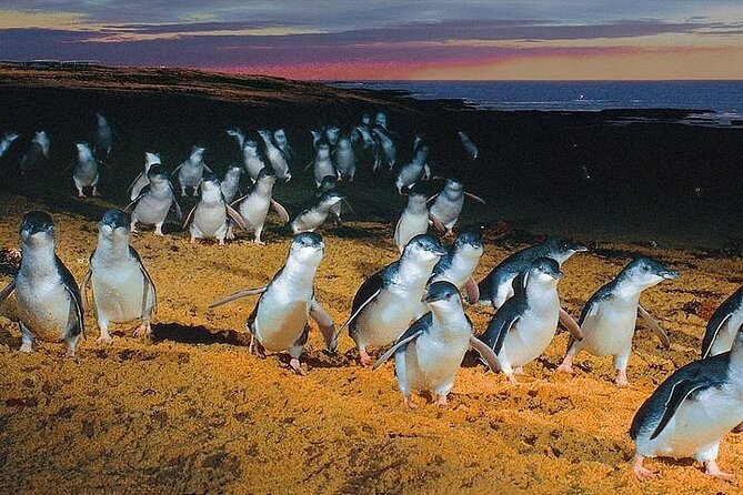 Puffing Billy Train and Phillip Island Penguin Parade Day Tour - Who should book this day tour?
