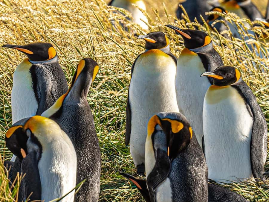 Punta Arenas: Full Day Tierra del Fuego & King Penguins - From Punta Arenas to the Strait of Magellan