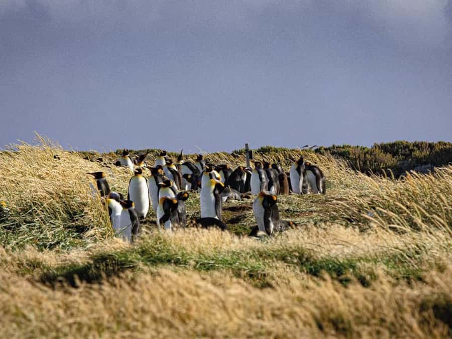Punta Arenas: Full Day Tierra del Fuego & King Penguins - Open country, ranches, and the changing face of Tierra del Fuego