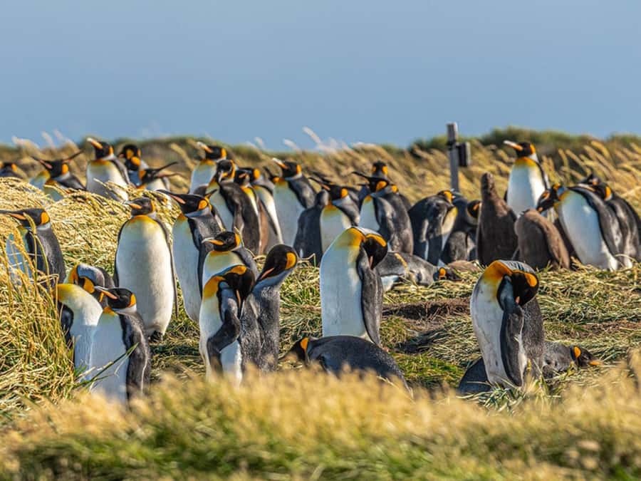 Punta Arenas: Full Day Tierra del Fuego & King Penguins - What to pack for this 15-hour outing
