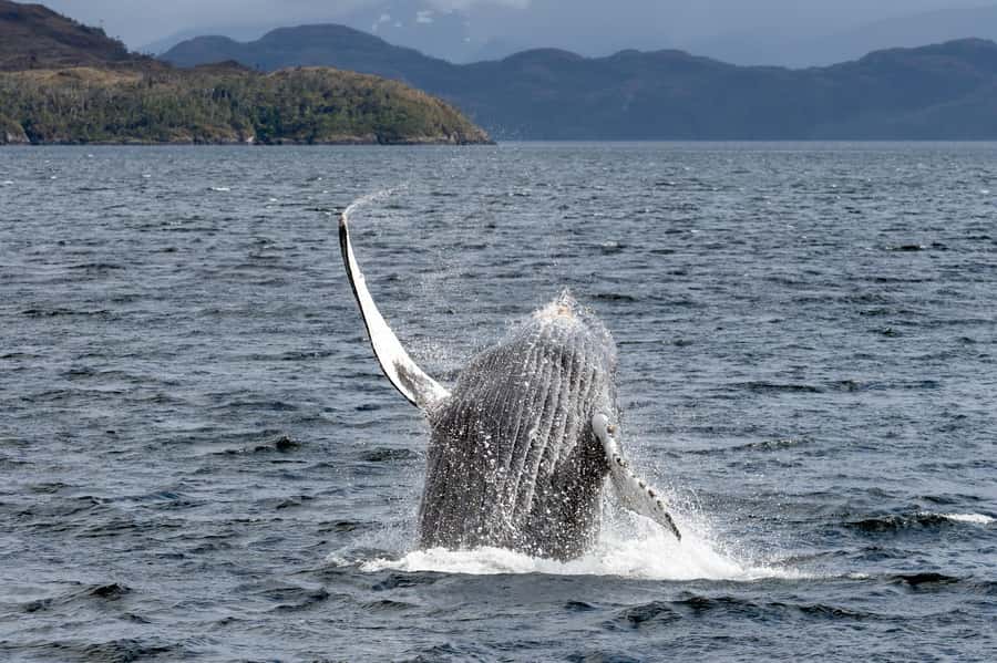 Punta Arenas: Full-Day Whales, Penguins, and Glaciers Tour - Why this Punta Arenas cruise is worth a full day