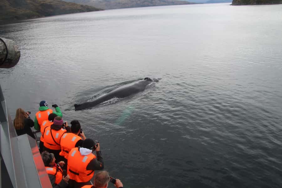 Punta Arenas: Full-Day Whales, Penguins, and Glaciers Tour - Is $365 a fair price?