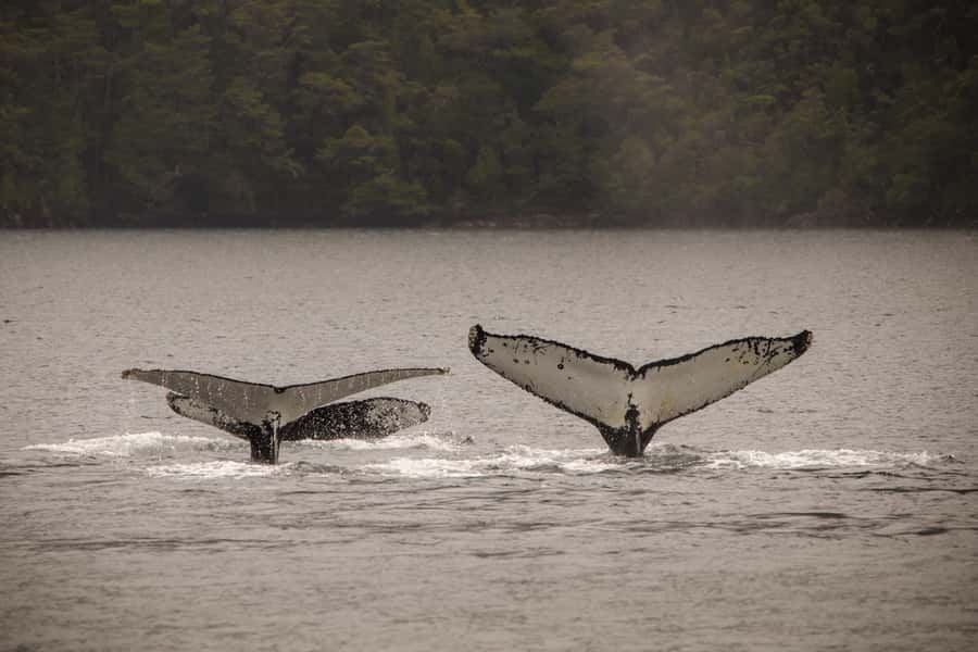 Punta Arenas: Full-Day Whales, Penguins, and Glaciers Tour - Whale watching at Francisco Coloane Marine Park