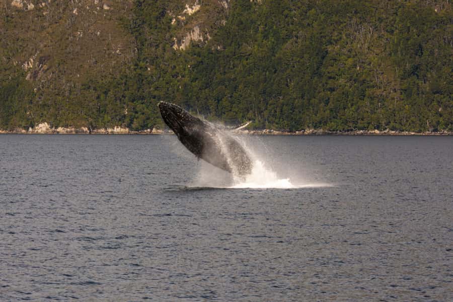 Punta Arenas: Full-Day Whales, Penguins, and Glaciers Tour - Getting close to glaciers and waterfalls