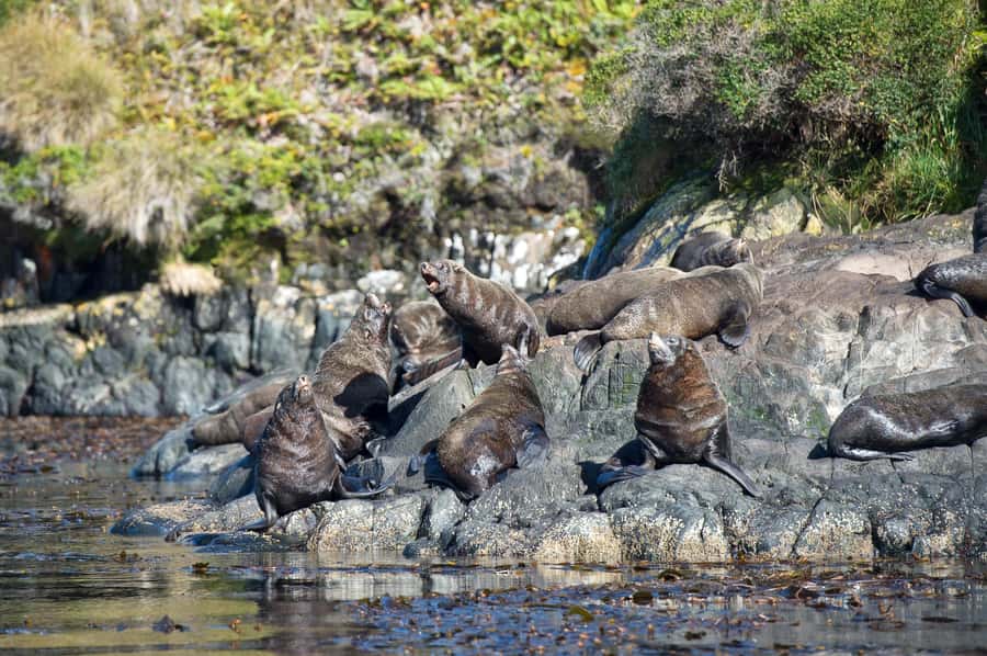Punta Arenas: Full-Day Whales, Penguins, and Glaciers Tour - What the boat ride feels like after several hours