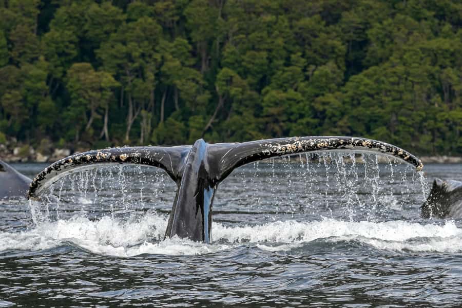 Punta Arenas: Full-Day Whales, Penguins, and Glaciers Tour - Sailing south through the Strait of Magellan