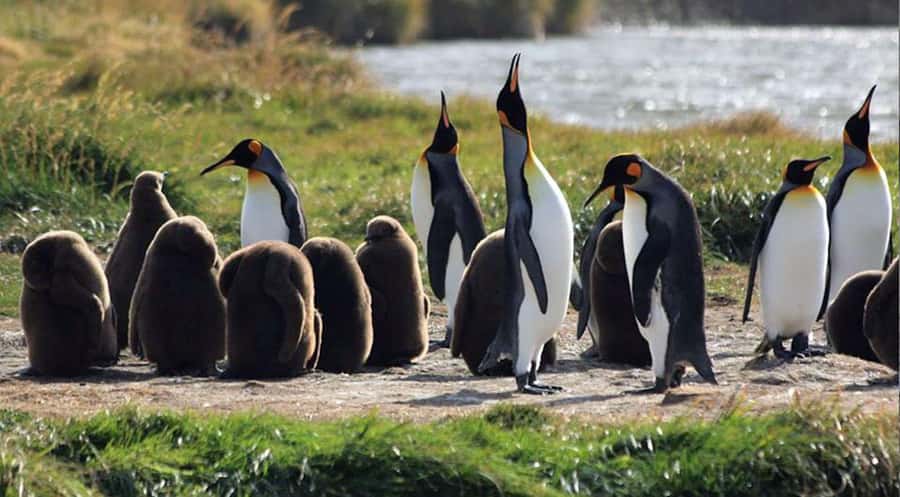 Punta Arenas: King Penguin Park and Tierra del Fuego Trip - Leaving Punta Arenas before the long crossing