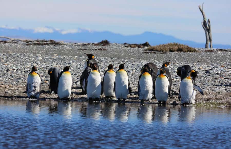 Punta Arenas: King Penguin Park and Tierra del Fuego Trip - The road to Bahía Inútil