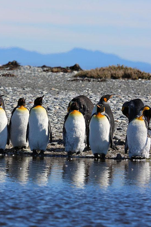 Punta Arenas: King Penguin Park and Tierra del Fuego Trip - Parque Pingüino Rey and the main reward
