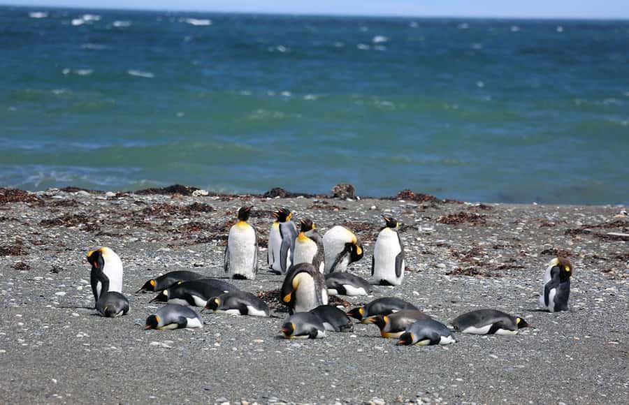 Punta Arenas: King Penguin Park and Tierra del Fuego Trip - The return ferry and San Gregorio Estancia