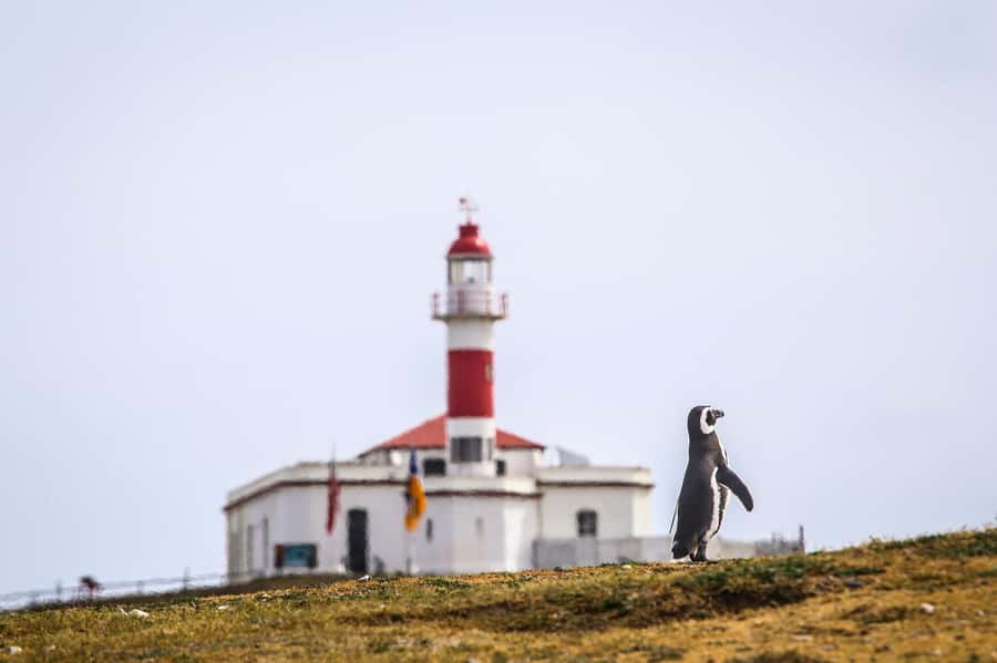 Punta Arenas: Magdalena Island Navigation & Penguin Walk - Key points to know before booking