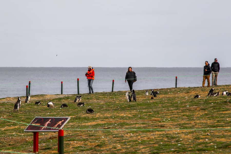Punta Arenas: Magdalena Island Navigation & Penguin Walk - The crossing from Punta Arenas
