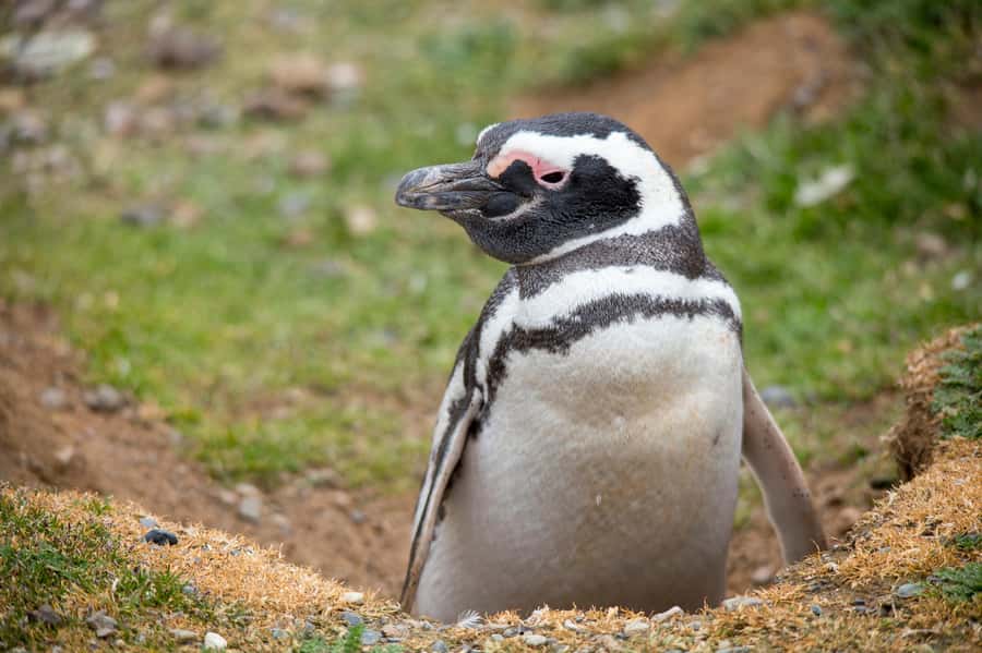 Punta Arenas: Magdalena Island Navigation & Penguin Walk - Walking among the penguins for about an hour