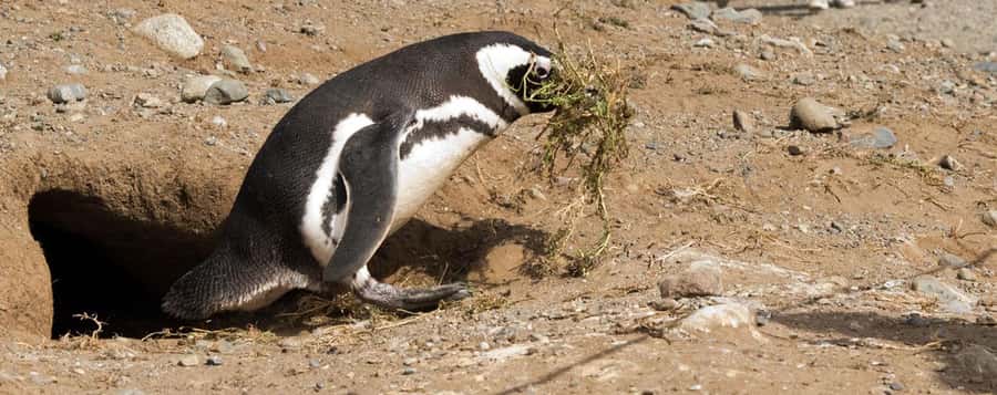 Punta Arenas: Magdalena Island Navigation & Penguin Walk - Wildlife beyond the penguins