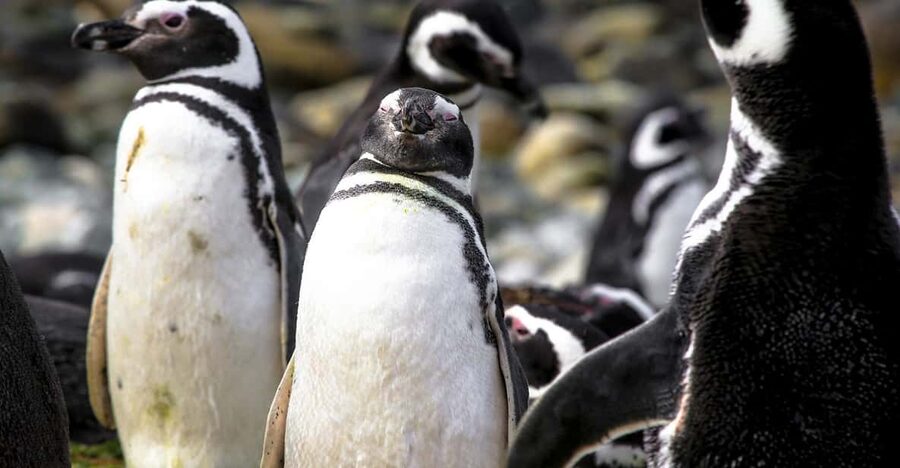 Punta Arenas: Magdalena Island Navigation & Penguin Walk - Who will enjoy this outing most