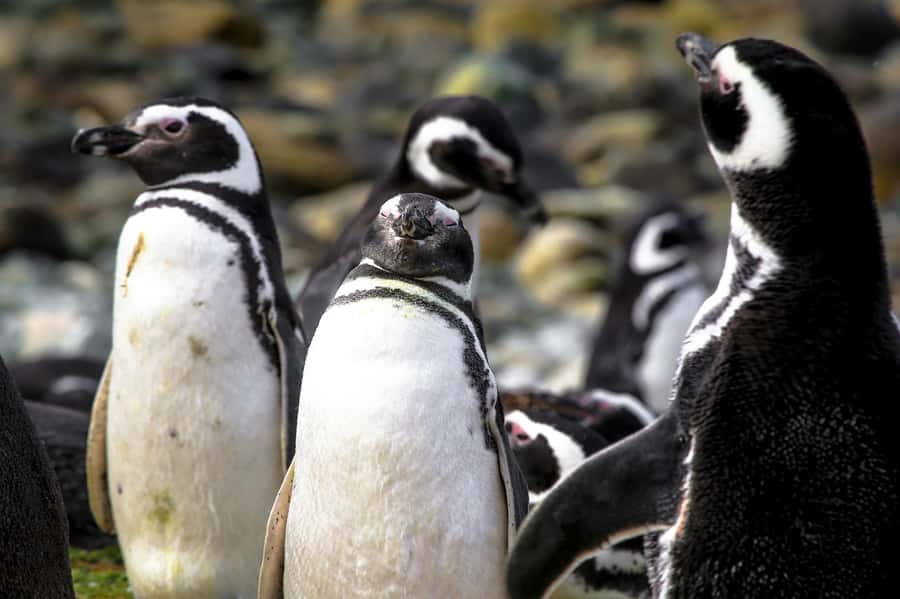 Punta Arenas: Magdalena Island Navigation & Penguin Walk - Picking the right departure time