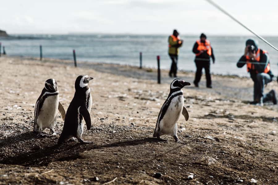 Punta Arenas: Walk with Penguins on Magdalena & Marta Island - Key points at a glance