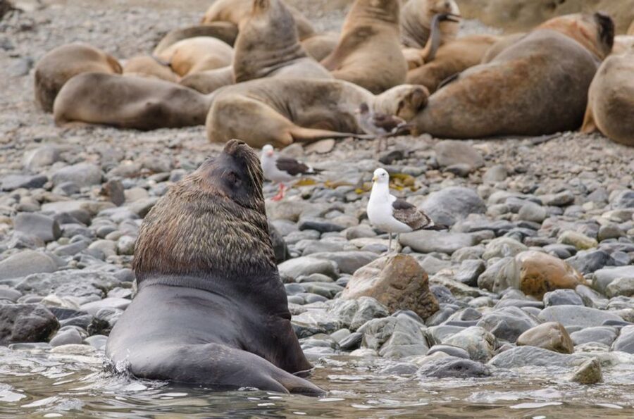 Punta Arenas: Walk with Penguins on Magdalena & Marta Island - Practical details before you reserve