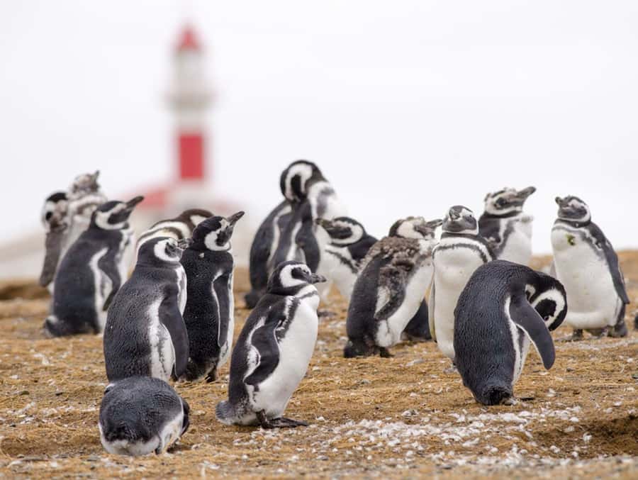 Punta Arenas: Walk with Penguins on Magdalena & Marta Island - Why Magdalena Island is worth the boat ride
