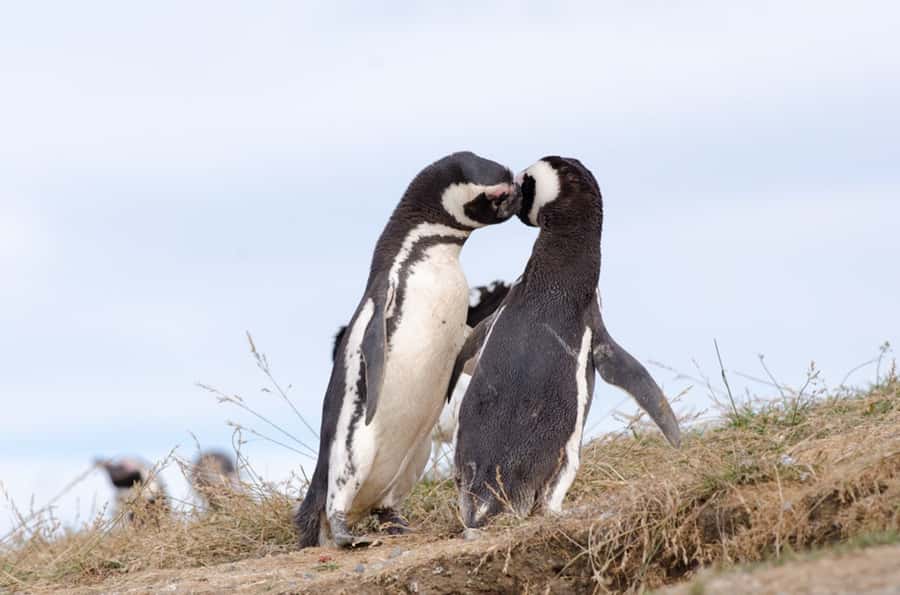 Punta Arenas: Walk with Penguins on Magdalena & Marta Island - One hour among the penguins on Magdalena Island