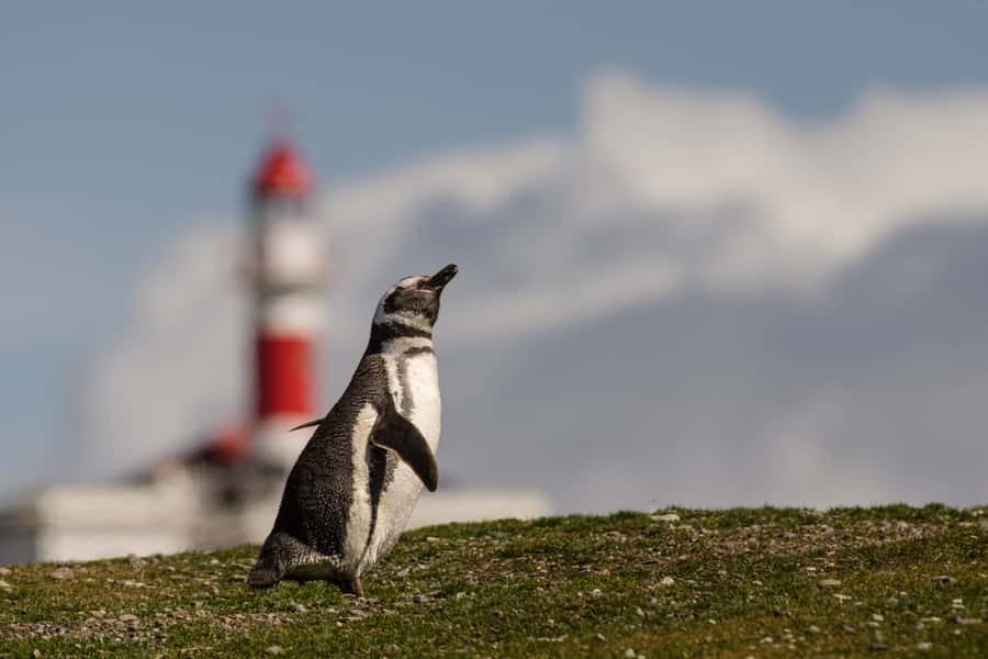 Punta Arenas: Walk with Penguins on Magdalena & Marta Island - Wildlife to watch for between the islands