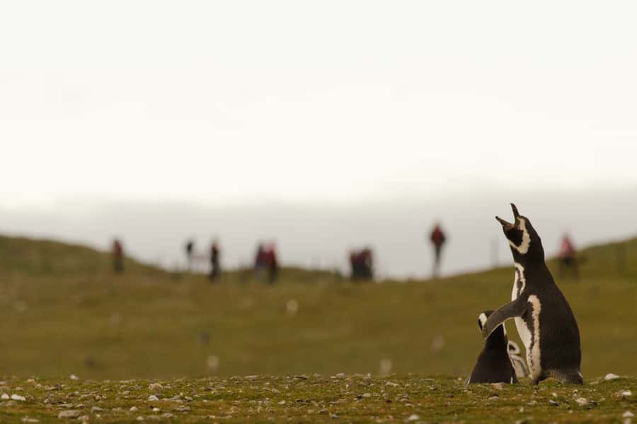 Punta Arenas: Walk with Penguins on Magdalena & Marta Island - How much does the $150 price really buy?