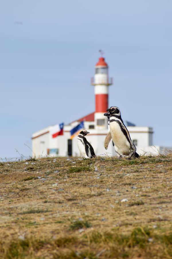 Punta Arenas: Walk with Penguins on Magdalena & Marta Island - What to pack for the Strait of Magellan